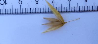 Spikelet